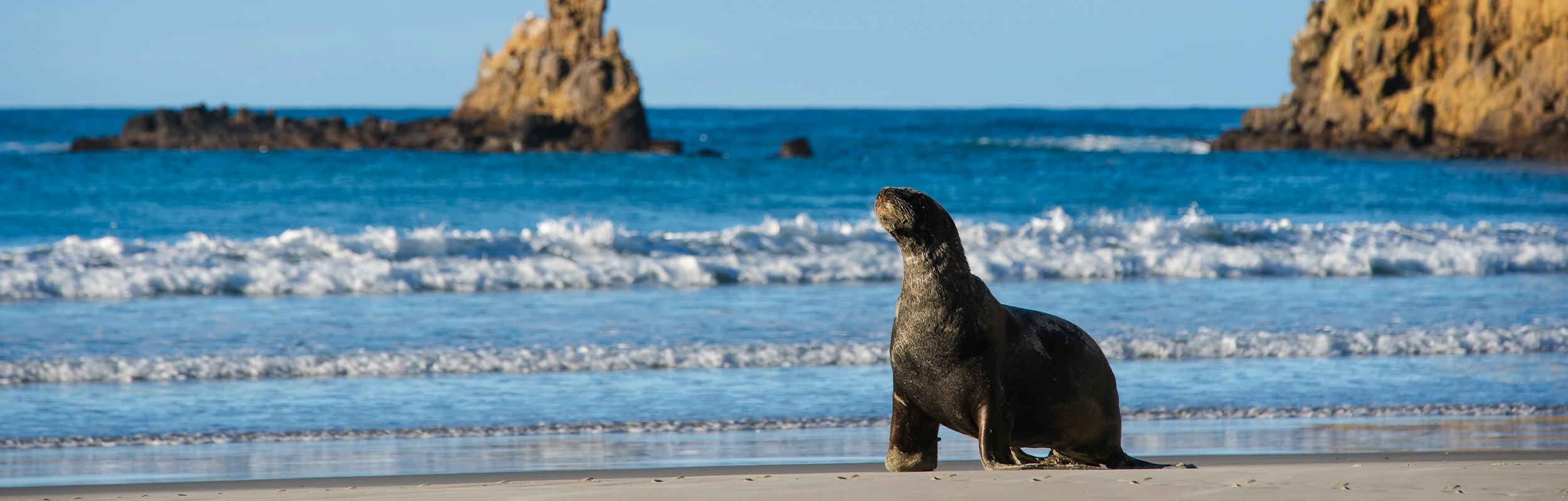 Clearwater Wildlife Tours
