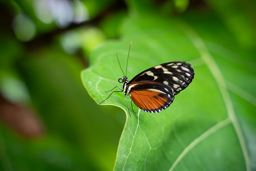 Butterfly at Tūhura