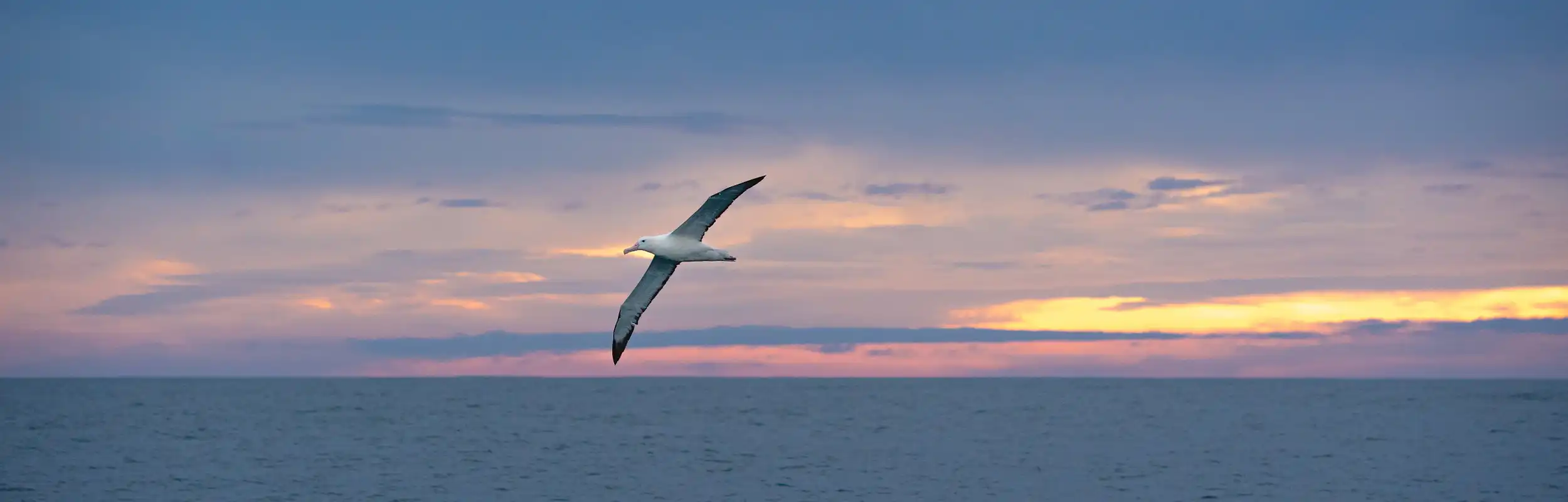Albatross in flight over the ocean at sunset