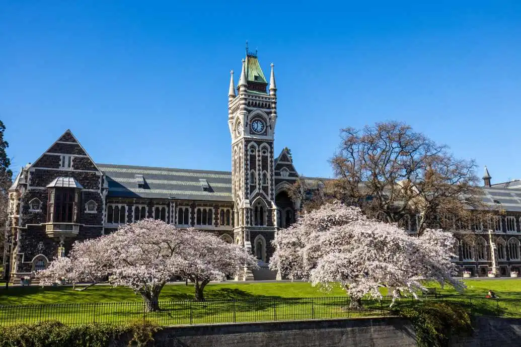 Blossom trees bloom in front of the gothic University of Otago Registry Building. 