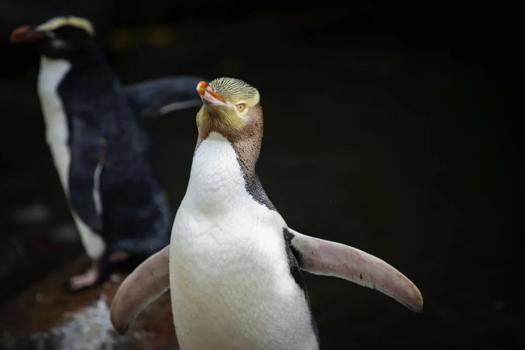 A yellow eyed penguin or hoiho. 