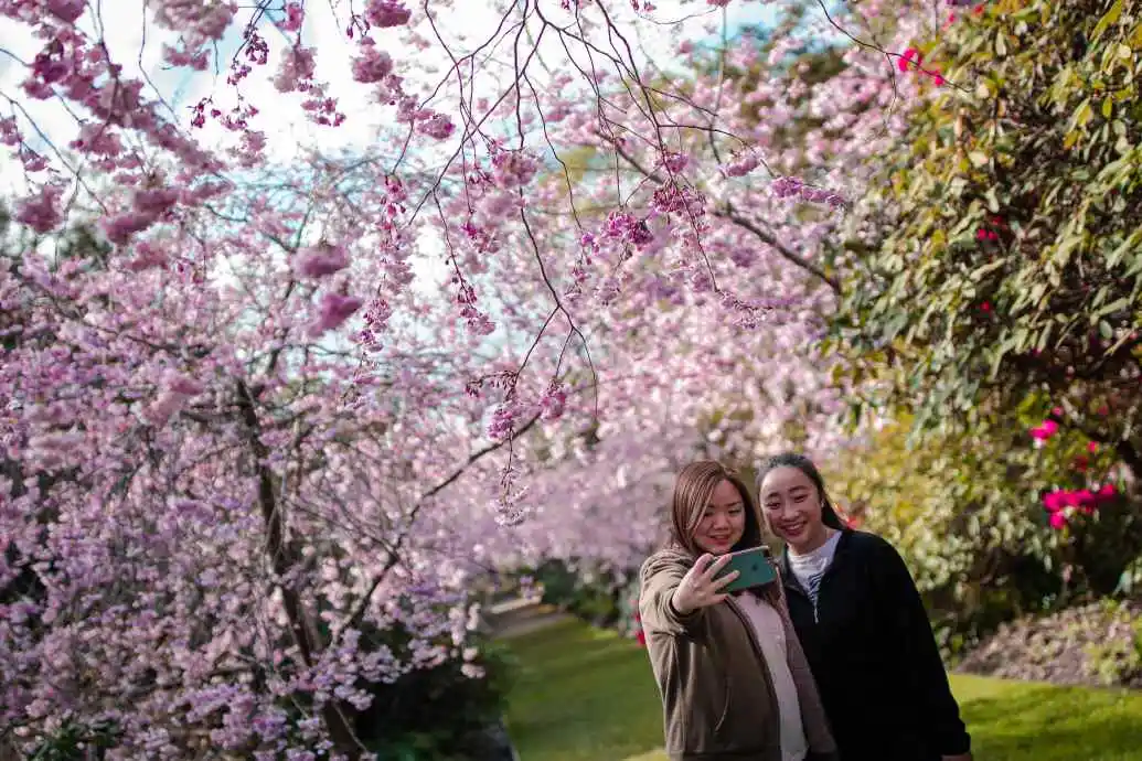 Two women take a selfie in front of cherry blossom trees in bloom.