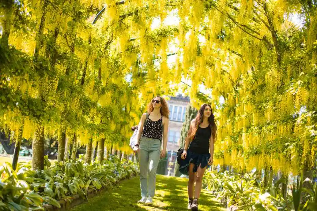 Two young women walk through a tunnel of bright yellow flowers. 