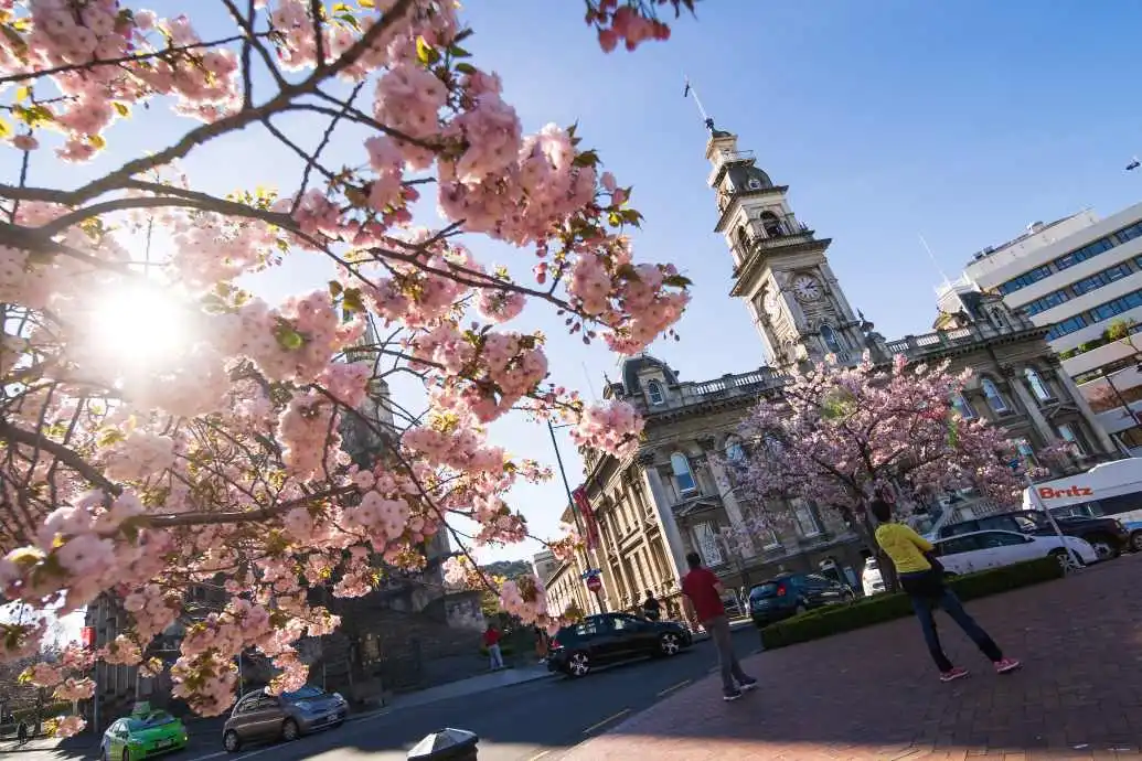 Blossoms bloom outside the Dunedin Municipal Chambers in the Octagon.