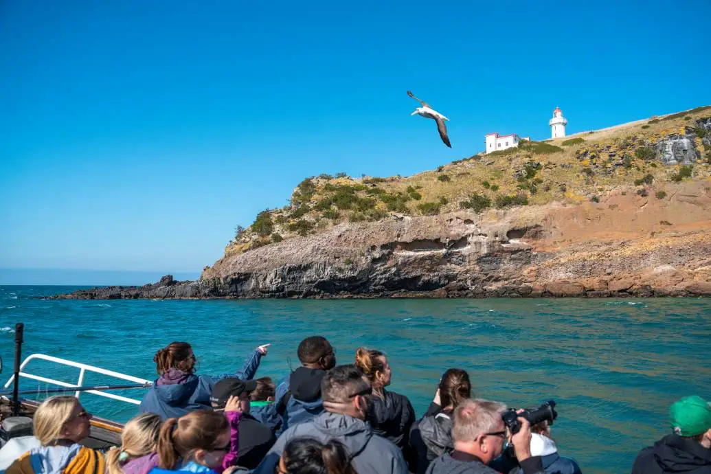 People aboard the Monarch Wildlife Cruise look at a passing seabird while on the Otago Harbour. 