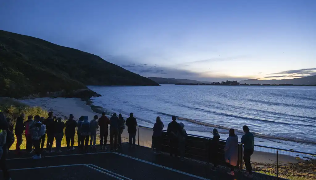 Discover Dunedin Pass