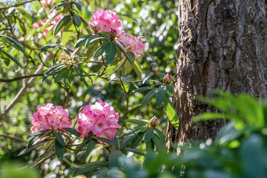 A pink rhododendron blooms in a garden.  