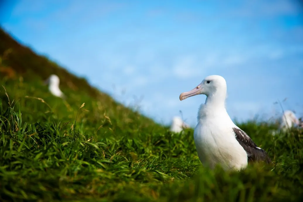 Albatross on Taiaroa Head.