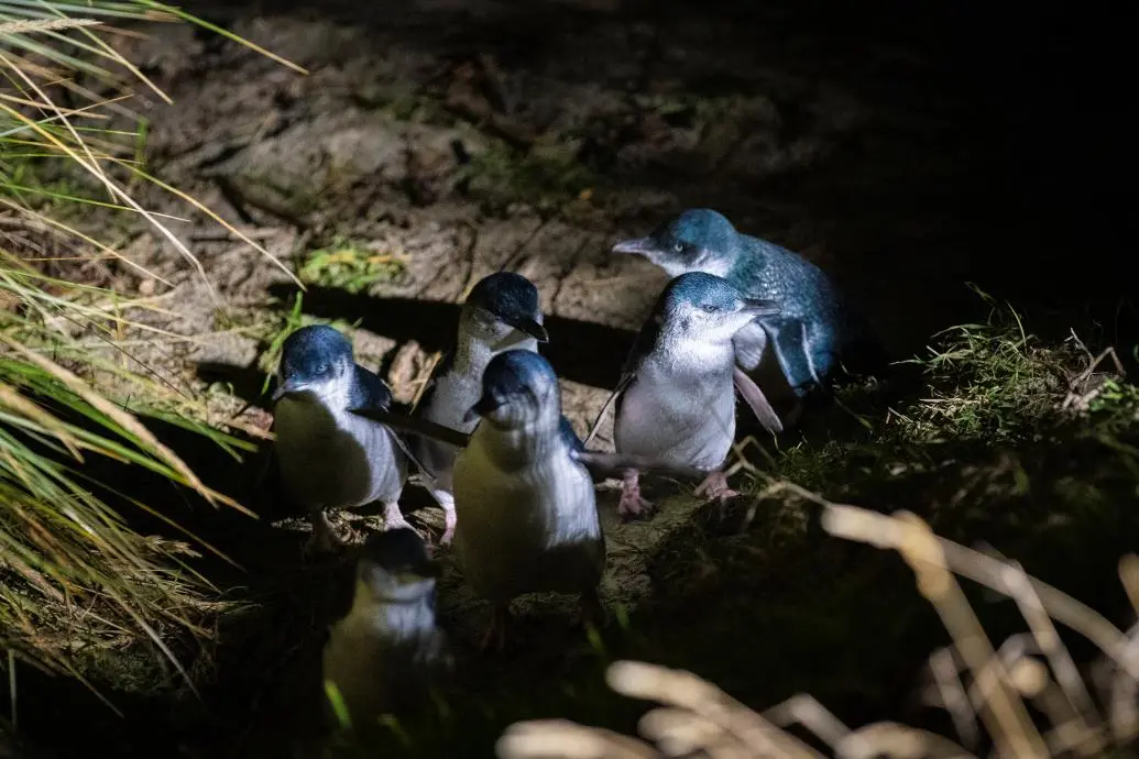 A raft of Little Blue Penguins arrives at a beach at night.