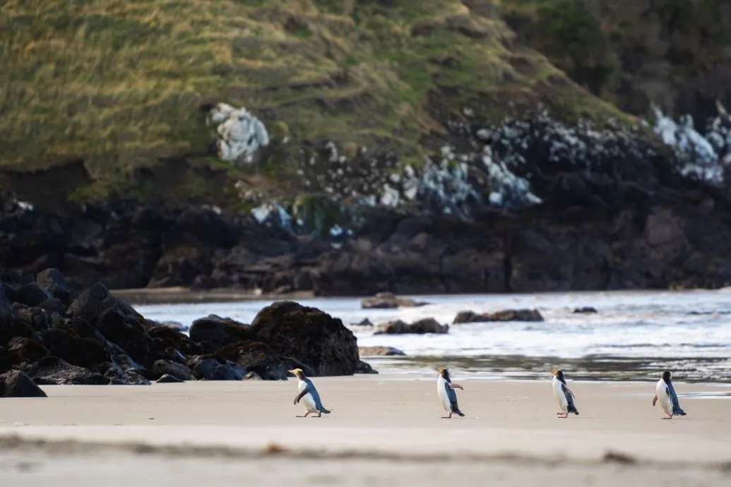 A line of yellow-eyed penguins on a beach.