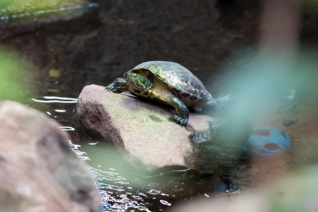 Turtle at Tūhura