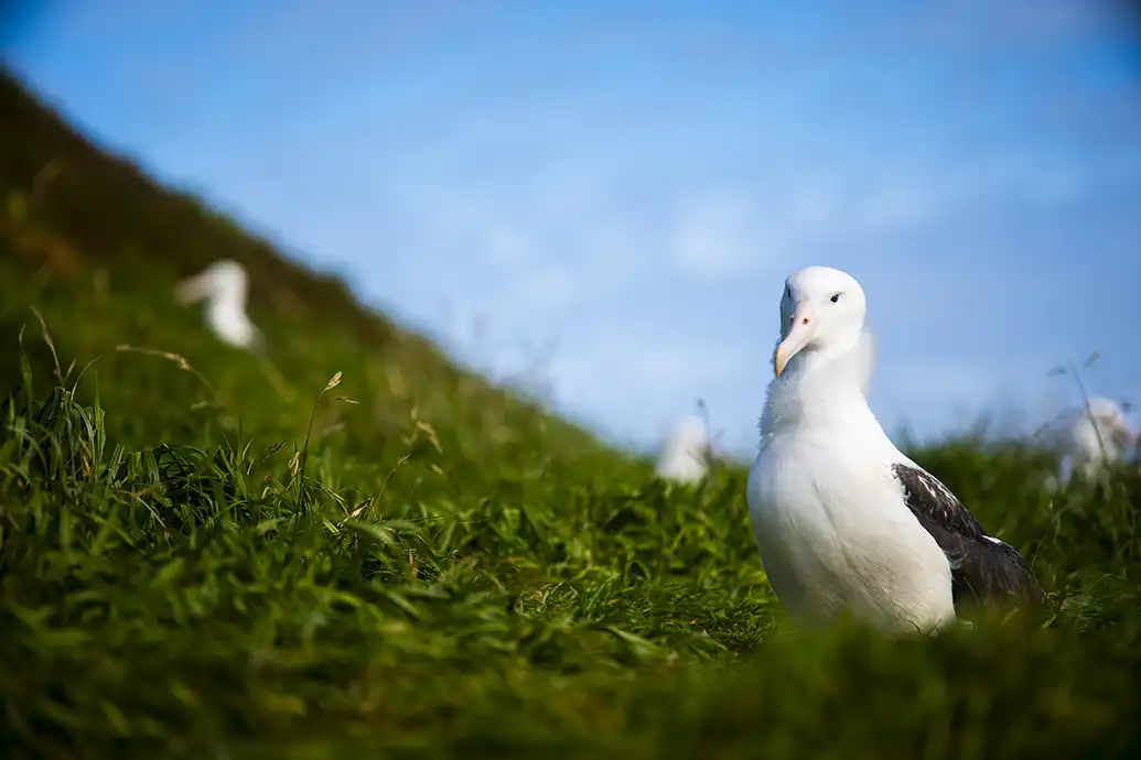 Albatross resting on the grassy mainland Albatross resting on the grassy mainland on a clear day with two other albatrosses in the background