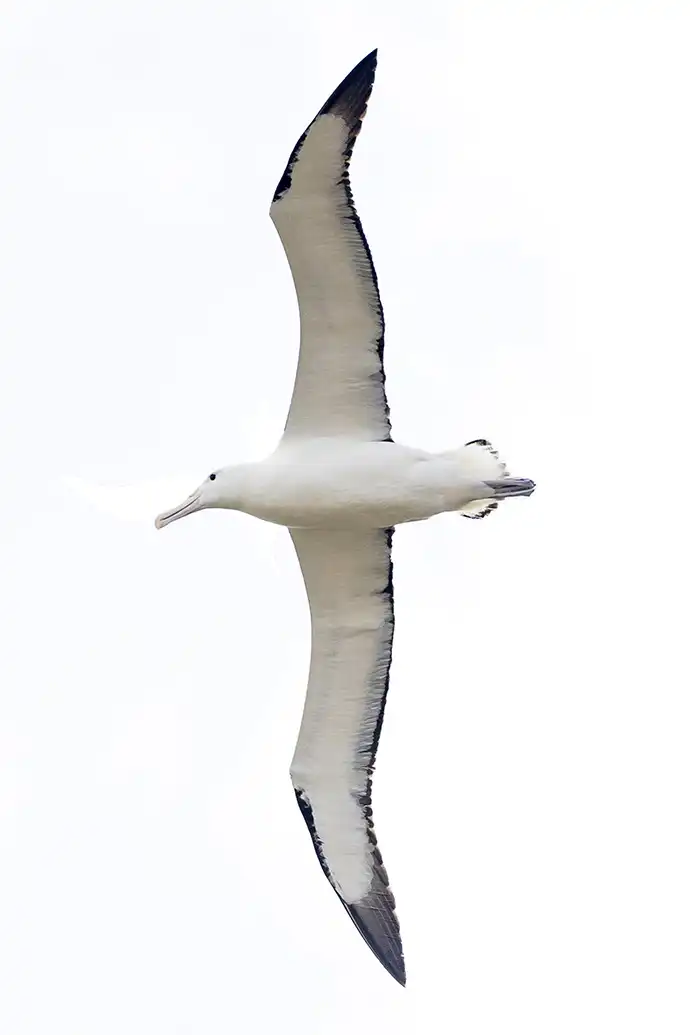 Northern Royal Albatross in flight Northern Royal Albatross in flight