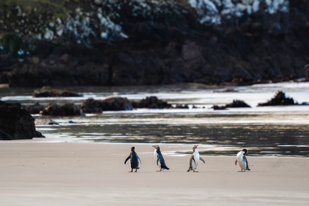 Clearwater Wildlife Tours