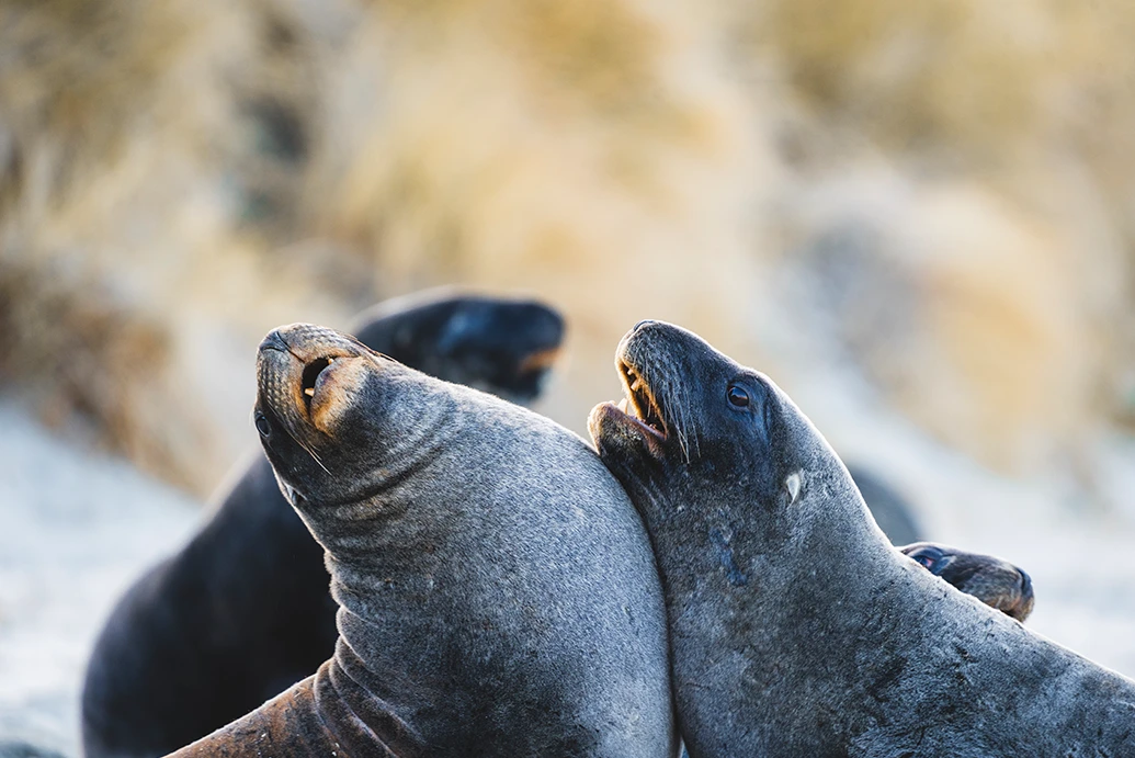 Clearwater Wildlife Tours