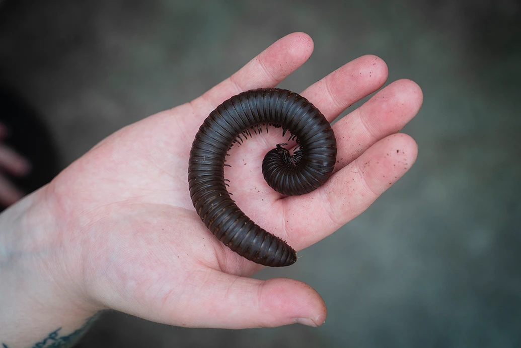 Millipede at Tūhura Millipede at Tūhura