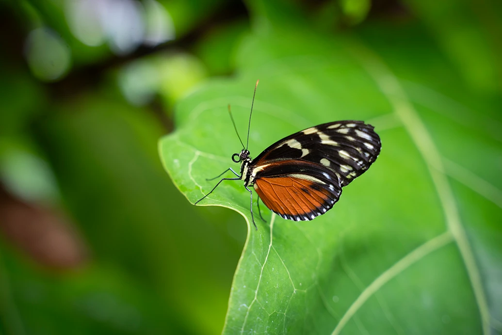 Butterfly at Tūhura Butterfly at Tūhura