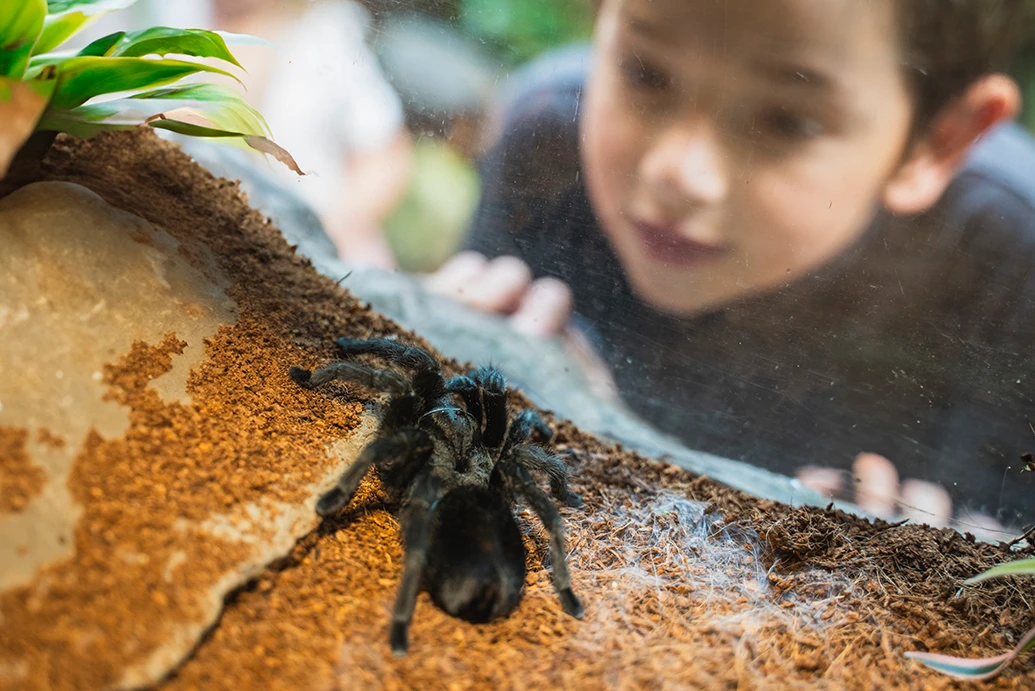 Spider at Tūhura  Spider at Tūhura