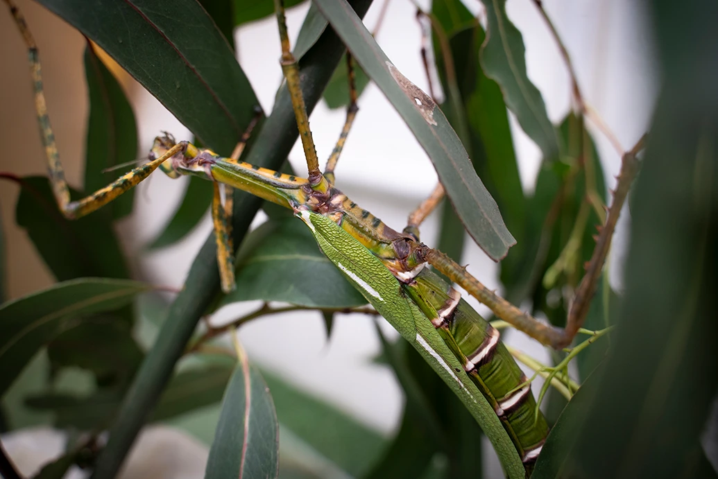 Stick Insect at Tūhura Stick Insect at Tūhura