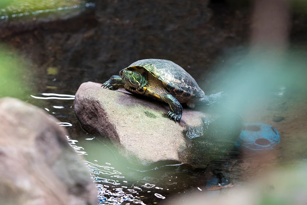 Turtle at Tūhura Turtle at Tūhura