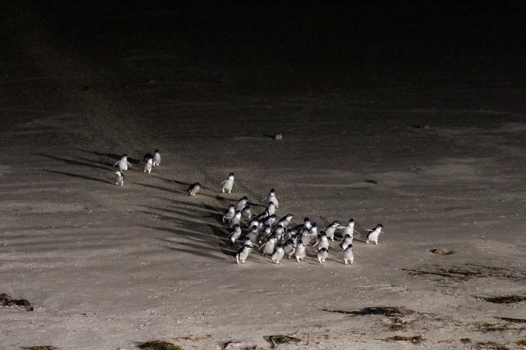 Blue Penguins Pukekura 