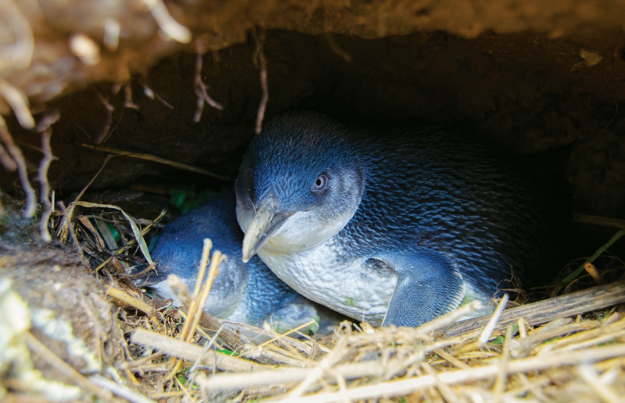 Wildlife Blue Penguin