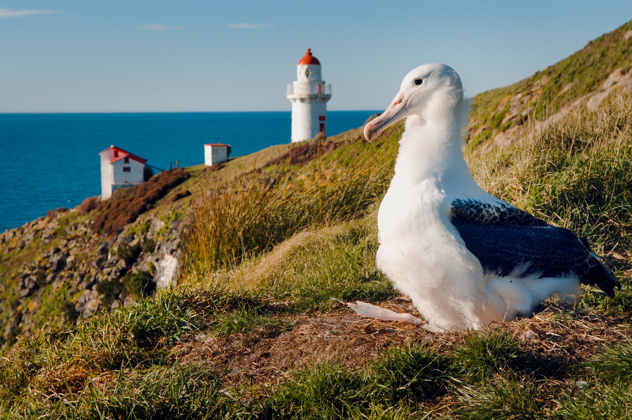 Wildlife Albatross